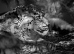 5386 bw snow leopard