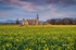 Rapeseed at Duckets Grove