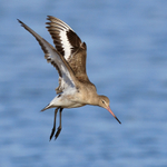 Black-tailed Godwit coming in to land, Brownsea Island