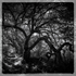 Trees 2