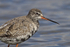 Spotted Redshank close-up on Brownsea Island