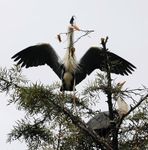 Grey Heron nest