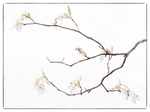 SERVICEBERRY BLOSSOMS #2 -  NORFOLK COUNTY