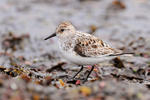 Sanderling (adult female, breeding plumage) standing on Marazion beach
