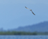 Black Tern (non-breeding) flying, Panama