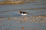Oystercatcher
