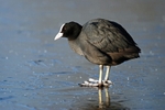 Coot
