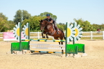 SBM_006466