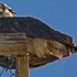 Buzzard-perch-1-0513