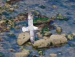 Fulmar