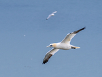 Gannet