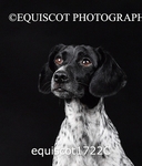 equiscot1722C