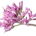Adenostyles (Adenostyles glabra)