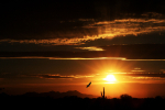 Vulture at Sunset