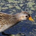 Spotted Crake (Porzana porzana)