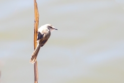 Bird African Reed Warbler