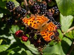 Comma