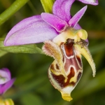 Horned Ophrys (Ophrys cornuta = O. oestrifera)
