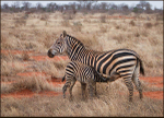 Young zebra feeding