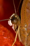 Butterfly5