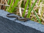Common Lizard