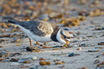 Ringed Plover (Charadrius hiaticula) portfolio