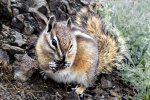 Olympic chipmunk