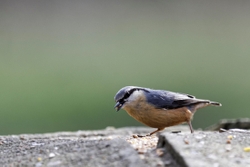 Nuthatch 2