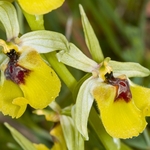 Ophrys lacaitae (Lacaita's Ophrys)