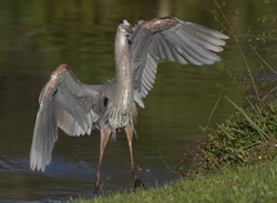 Great Blue Heron _0062