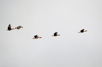 Greater (Greenland) White-fronted Geese