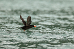 Tufted Puffin takes off from sea, Duck Island, Alaska