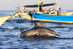 Spinner Dolphins (mother and calf), Lovina, Bali