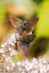Brown Argus Pair Afton Chalk Pit Isle of Wight