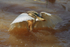Squacco Heron catches a fish at Lake Baringo