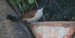 Senegal Coucal