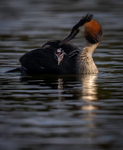 Great Crested Grebe chicks(Humbugs)