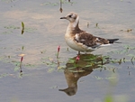 Juvenile Black-headed Gull