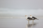 Kelp Gull pair, Saunders Island, Falklands