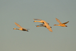 Bewick's Swans