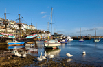 NEW BX31 Swans at Brixham Harbour early morning and The Golden HInd
