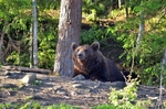Brown Bear
