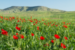 Poppy fields