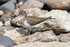 Common Sandpiper.