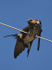 Greater Striped Swallow