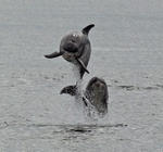 Bottlenose Dolphins - Tursiops truncatus