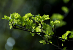 15th April Young Hawthorn Leaves