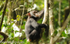 Young chimp in the tree.