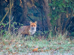 Red Fox