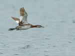 Red-necked Grebe in flight, Farmoor Reservoir